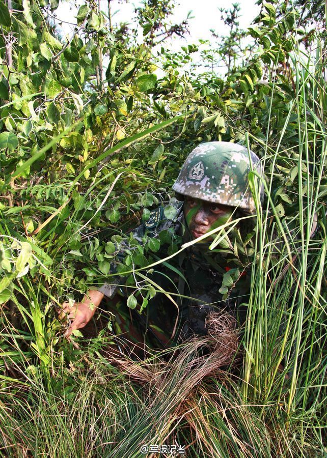 油茶种植现状及高产栽培技术，茶农请收好 